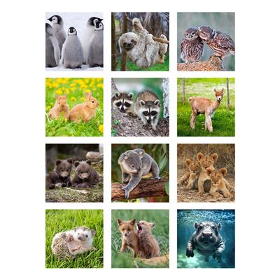 Wandkalender Tiere 21,0 x 31,5 
